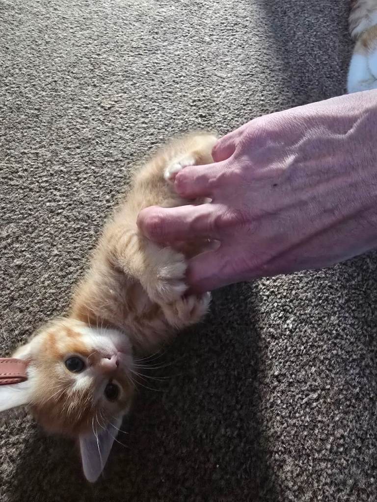 Adorable Ginger & White Kittens Looking for a New Home