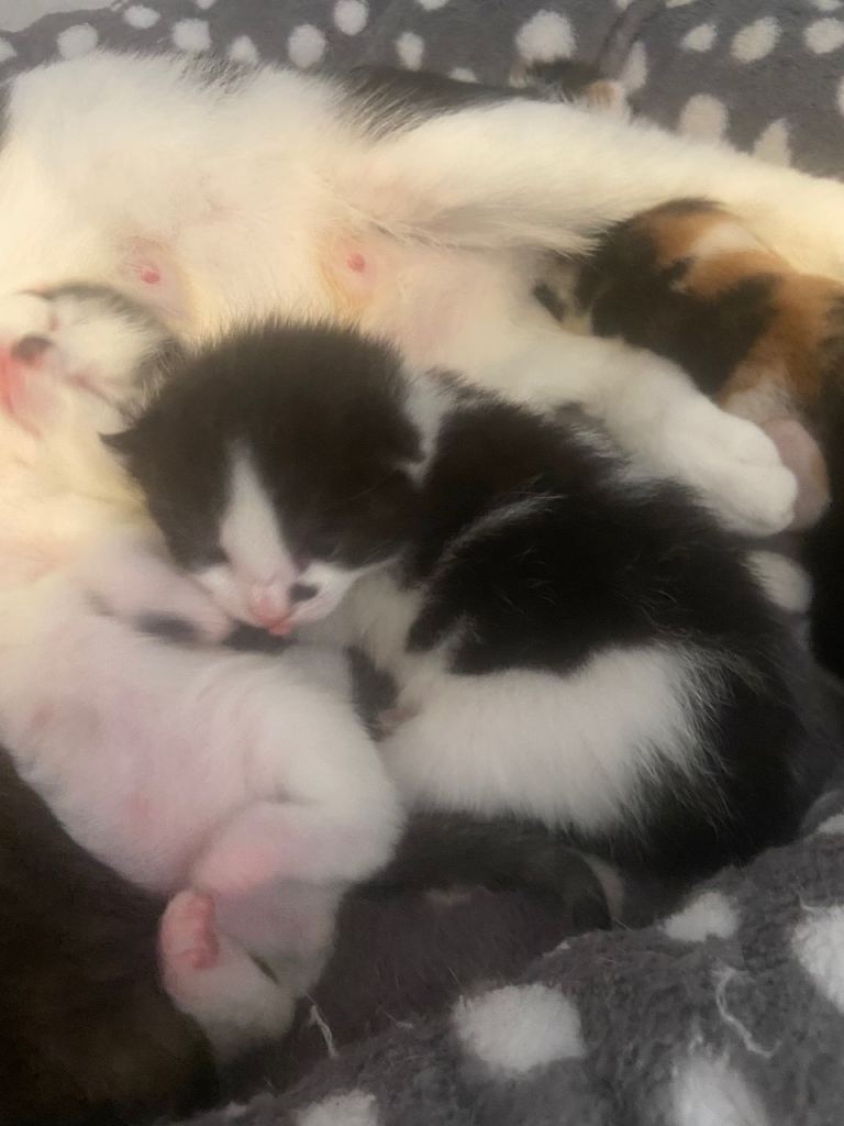 Selling Beautiful black and white kitten 
