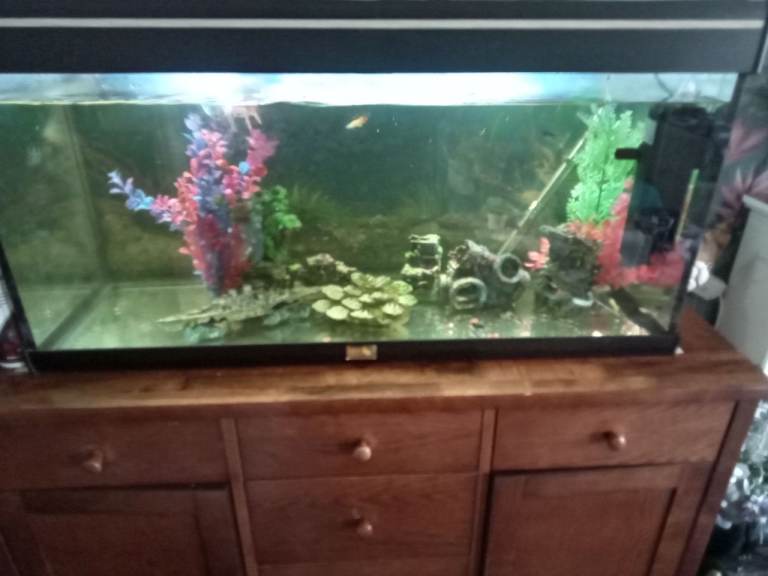 Large fish tank with fish.