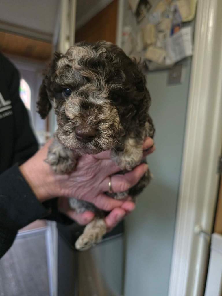 Cockerpoo puppies for sale 