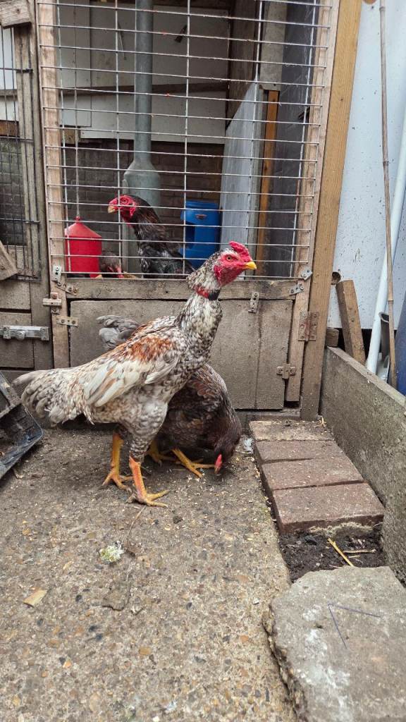 Chicken 