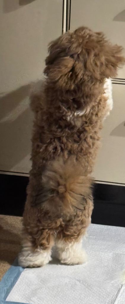 Shih tzu 5 months old to Sadly re-home 