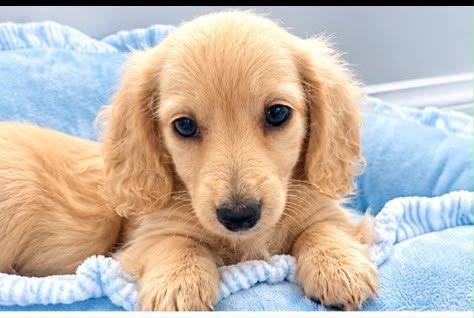 English cream miniature Dachshund puppies