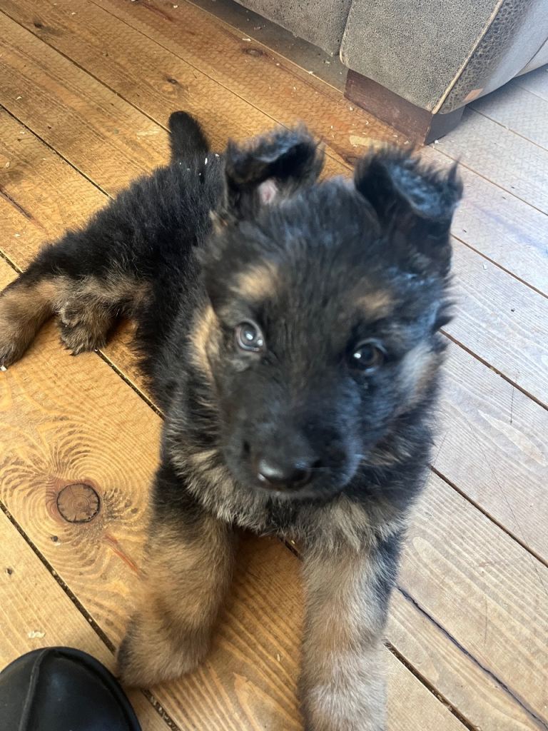 German Shepard puppies 