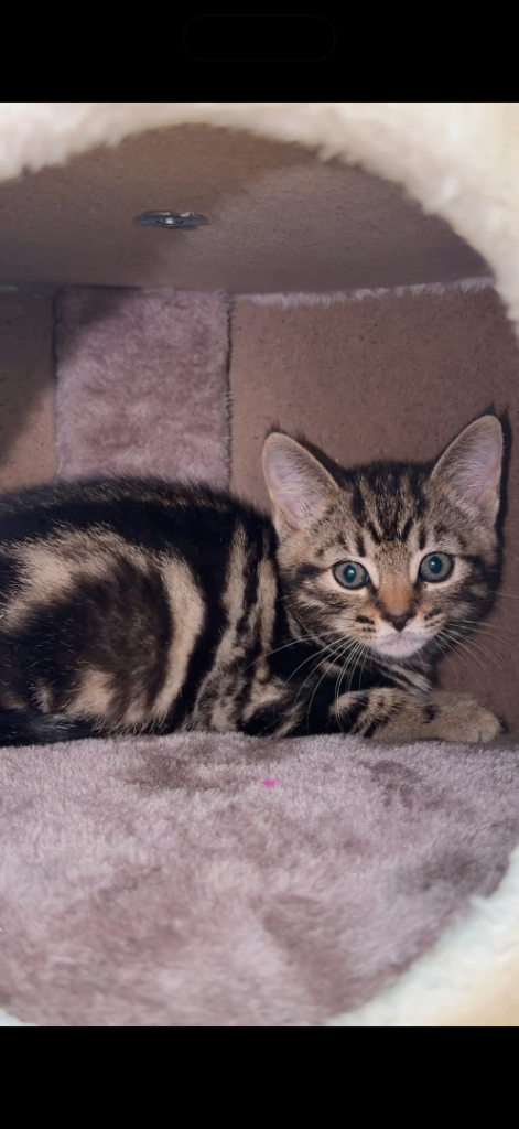 Kitten/cat