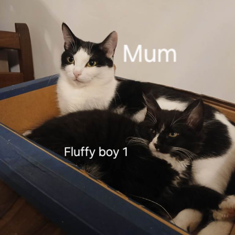 Black and white toxido kittens