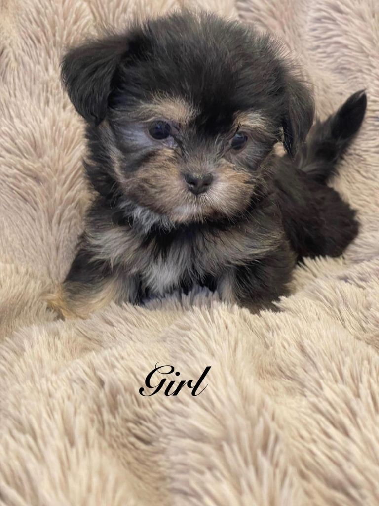 Gorgeous Shorkie Puppies Vaccinated &Microchipped