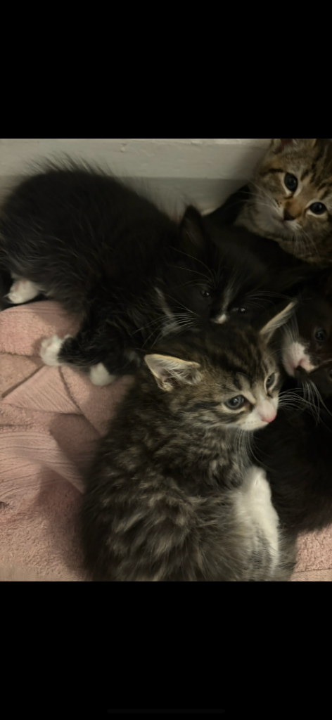 Kittens 