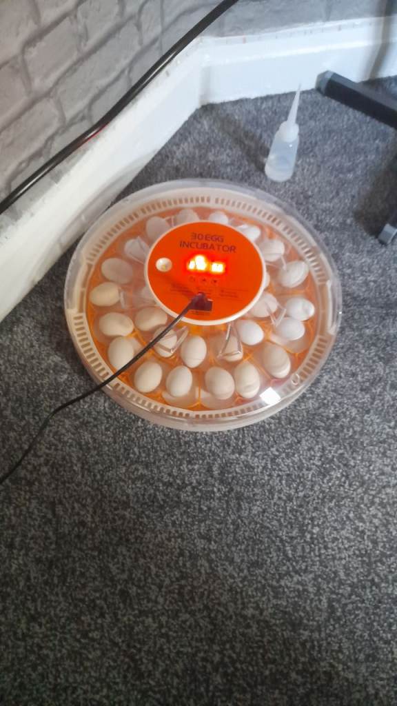 30 egg incubator 