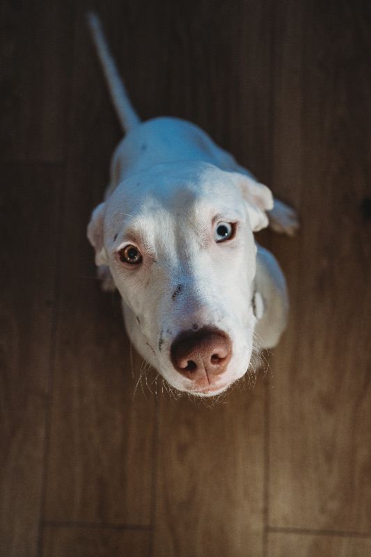 Beautiful, loving 1 year old Springer x Staffy for rehome 