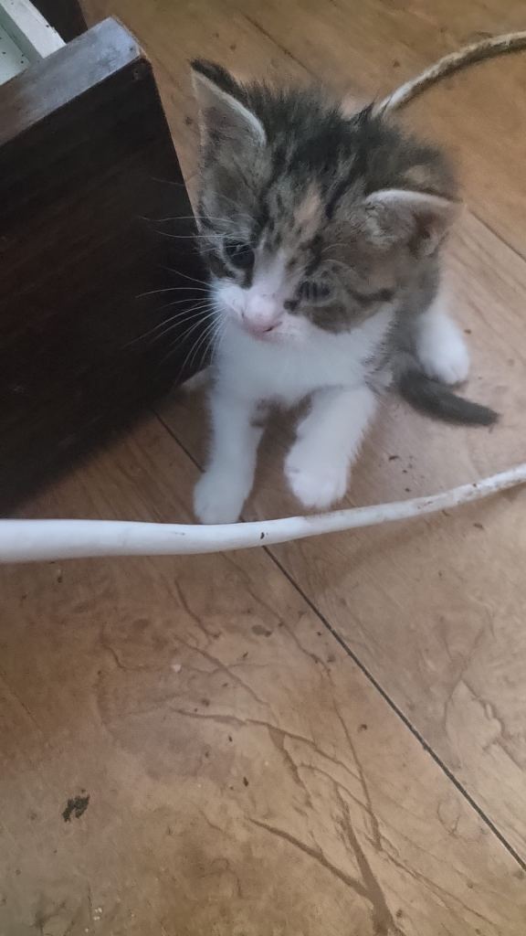 Kittens 5 weeks old currently 