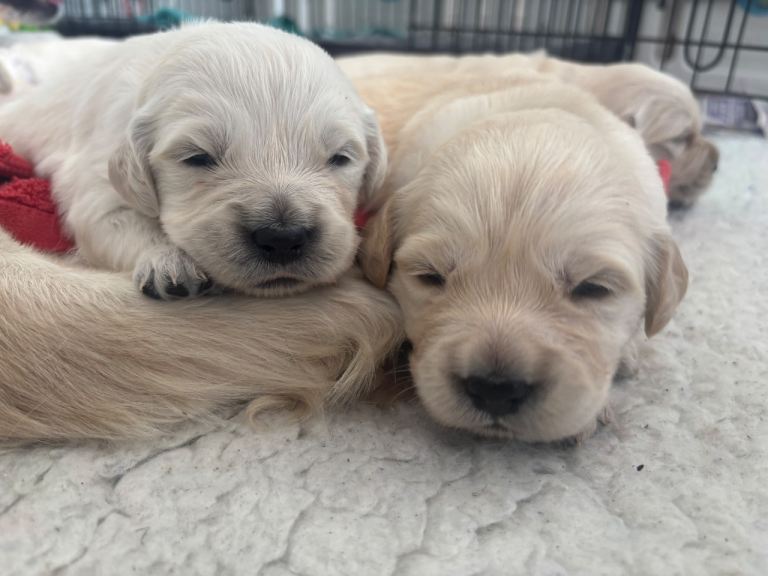 1 x Boy KC Golden Retriever Puppy Gold 