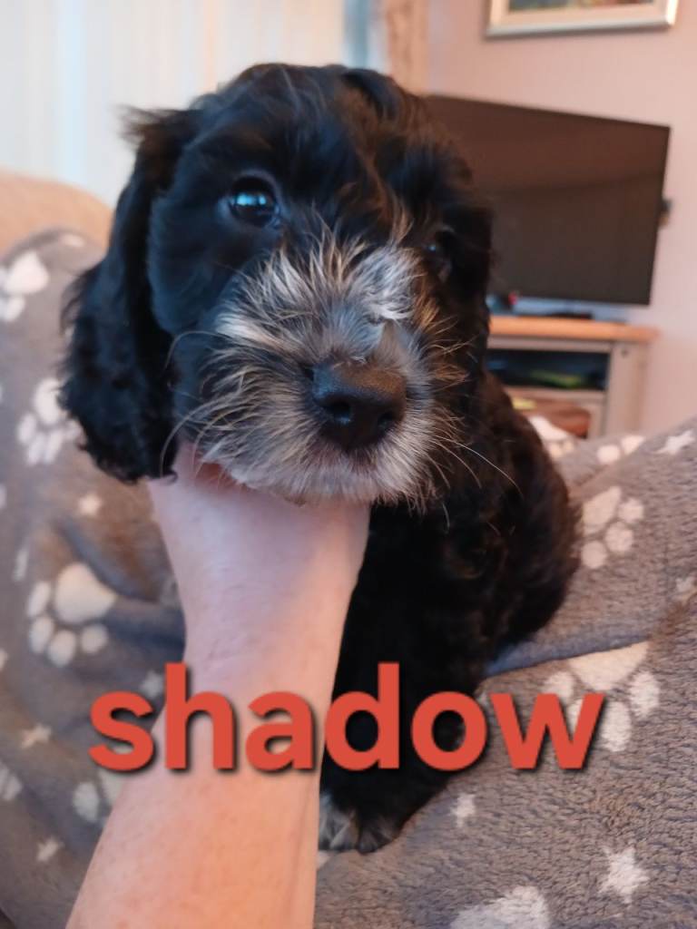 Black f1b cockapoo pups