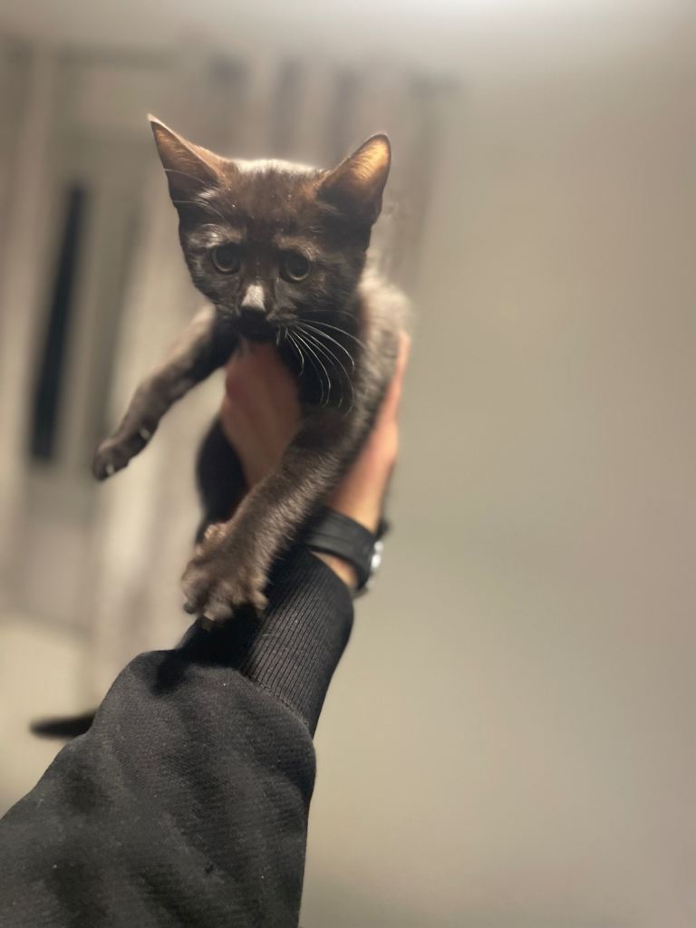 Beautiful most loving kittens for sale mixed colours 