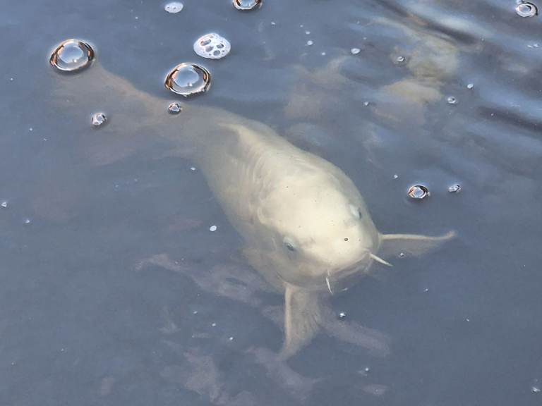 Koi pond fish