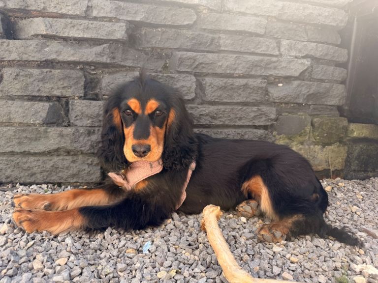 Show Cocker Spaniel - KC Registered