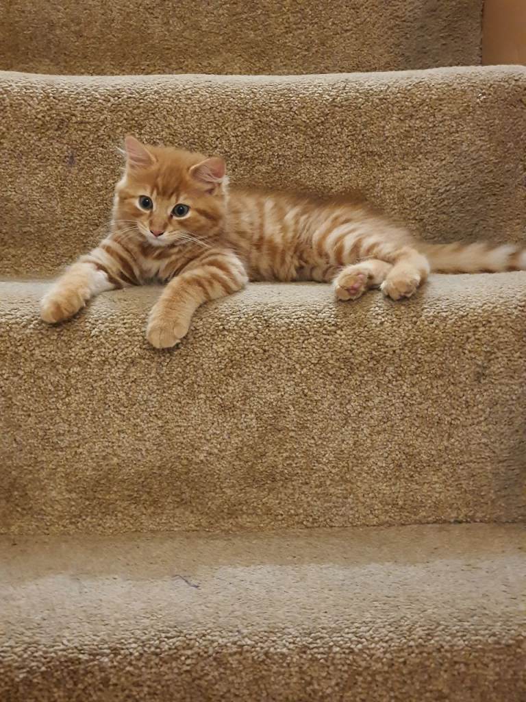 Adorable Ginger Male Kitten