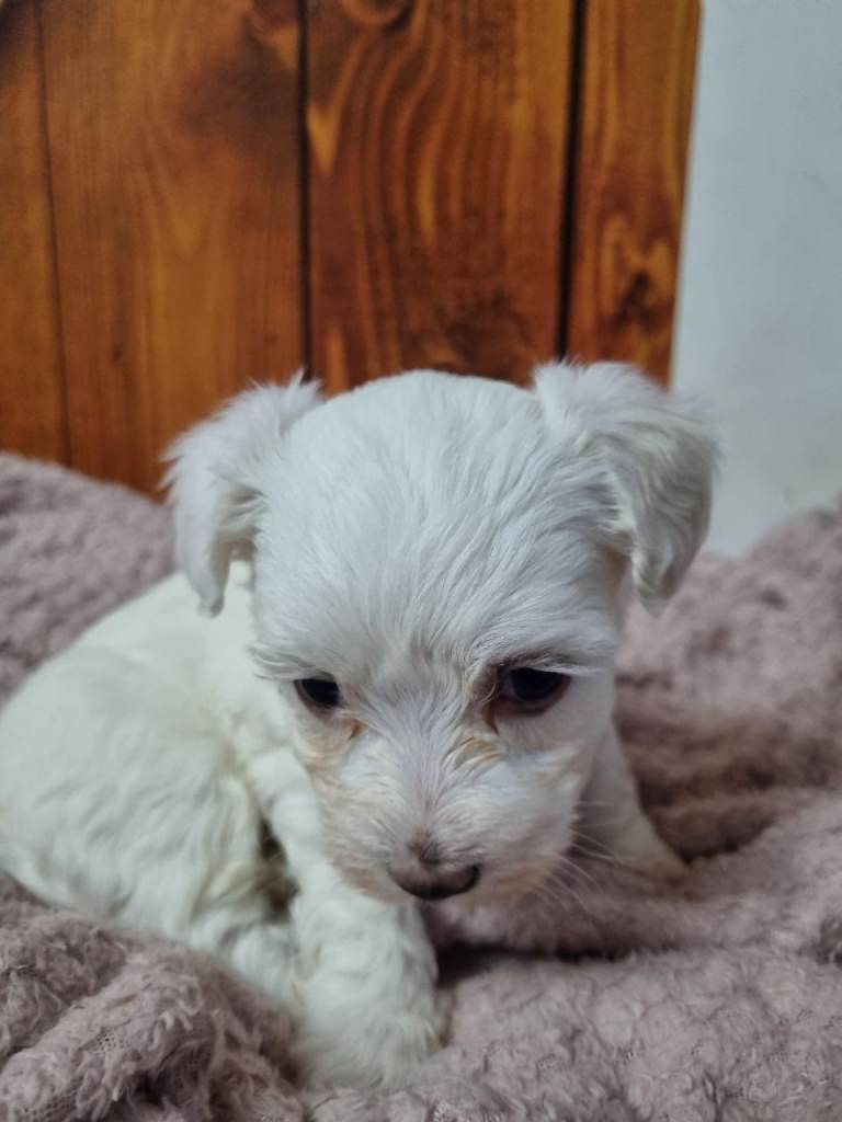 Beautiful Female Bichon Frise x Bichon Maltese