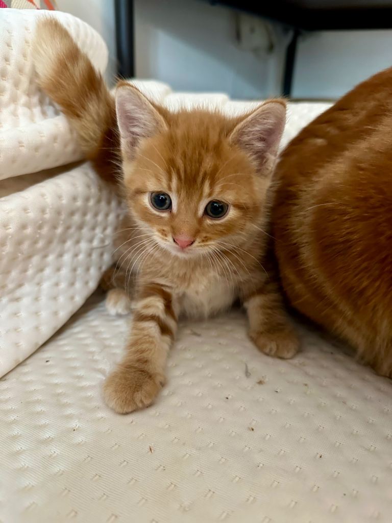 Kittens 