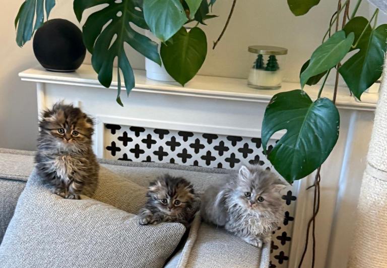 British short hair kittens 