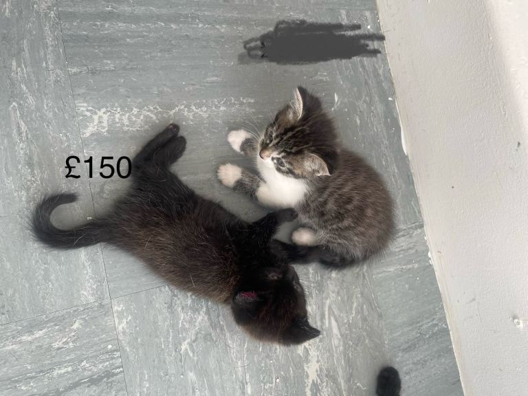 kittens 
