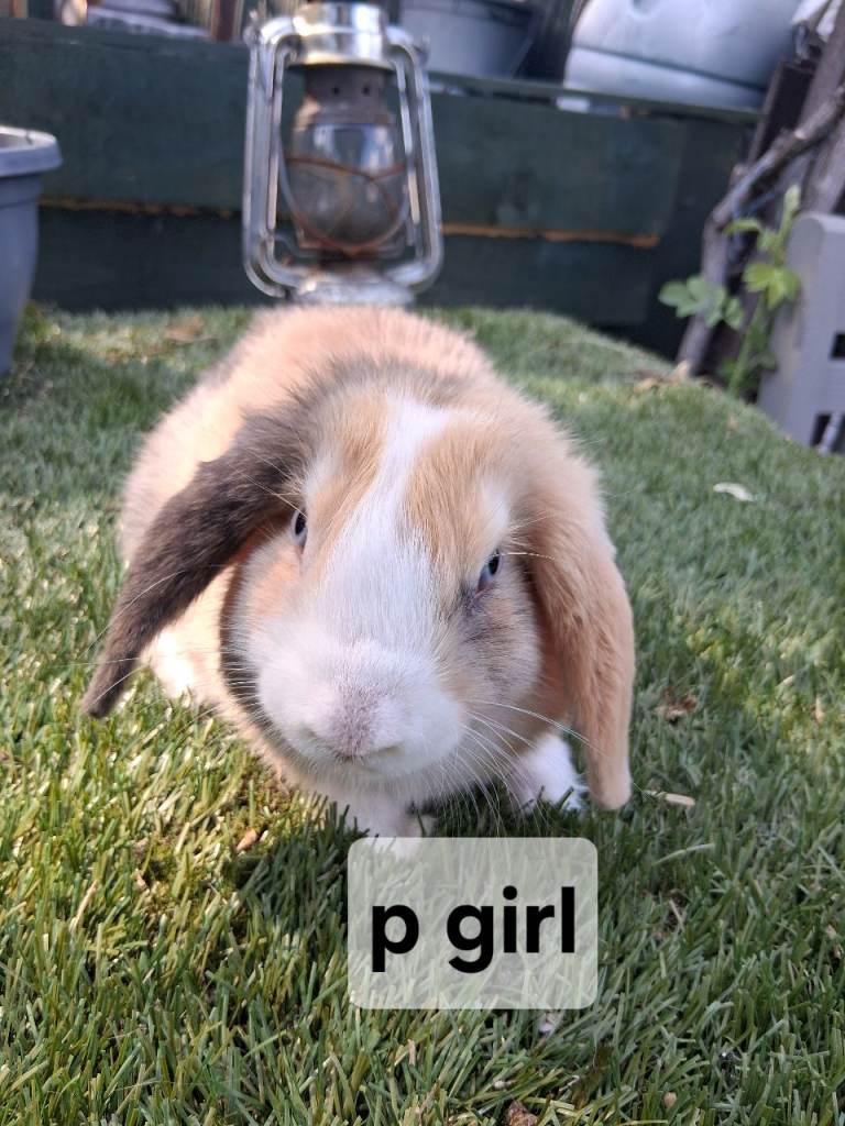 Mini lop rabbits 