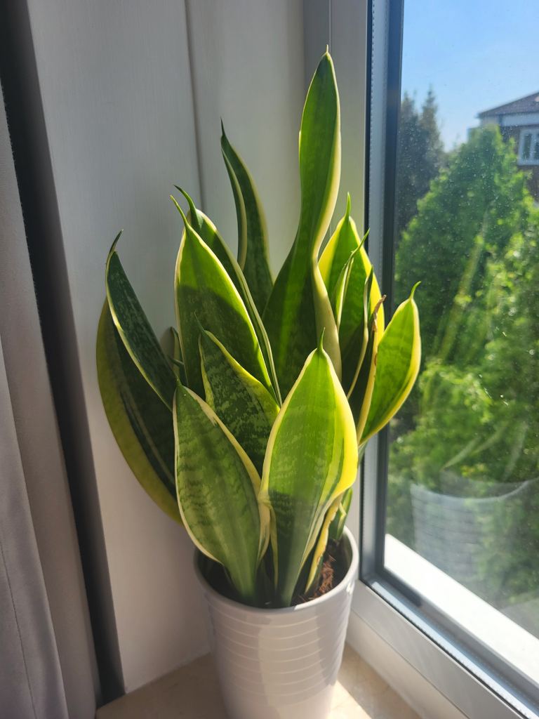 Indoor plant for sale