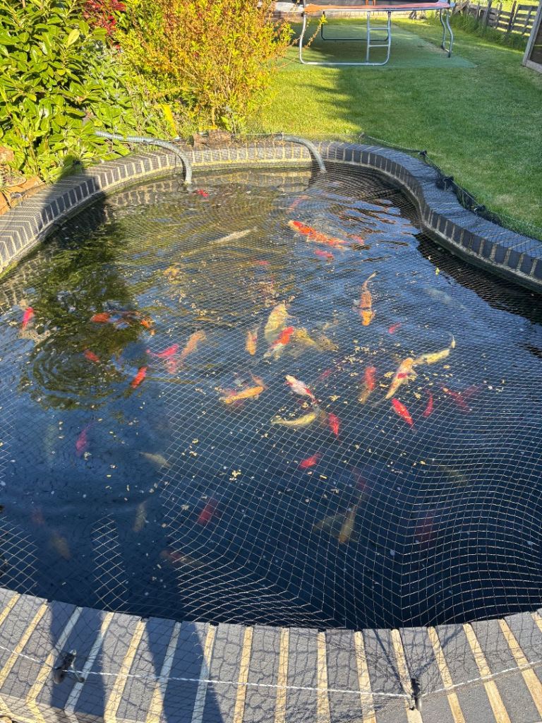 Koi