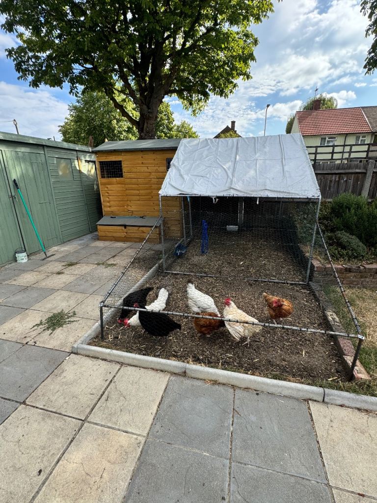 Chicken Coop, Covered Run & 8 Laying Hens - Complete Setup 