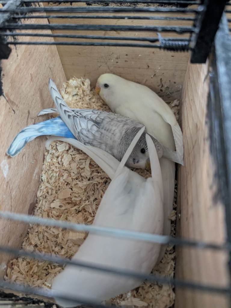 Baby budgies and starter cage 