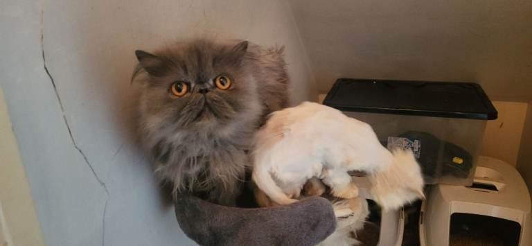 **SOLD**Male & female Persian cats