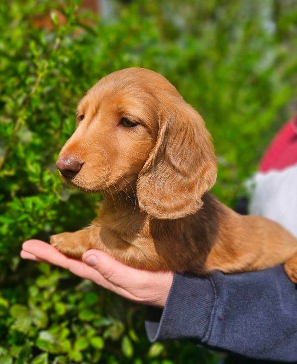 Miniature Dachshund Puppies