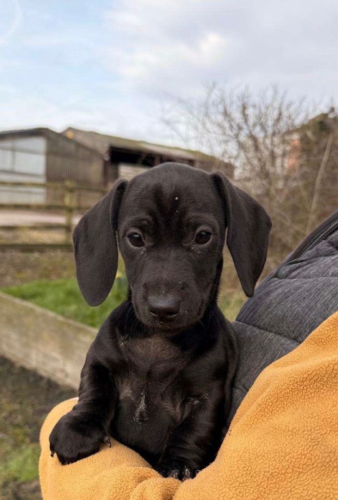 Miniature Dachshund puppy