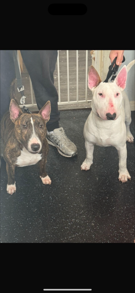 Stunning KC miniature English bull terriers