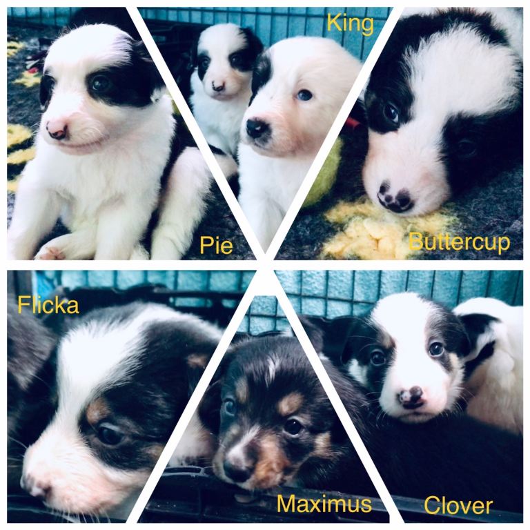 Beautiful Border Collie Puppies - Classic Black & White Tricolour