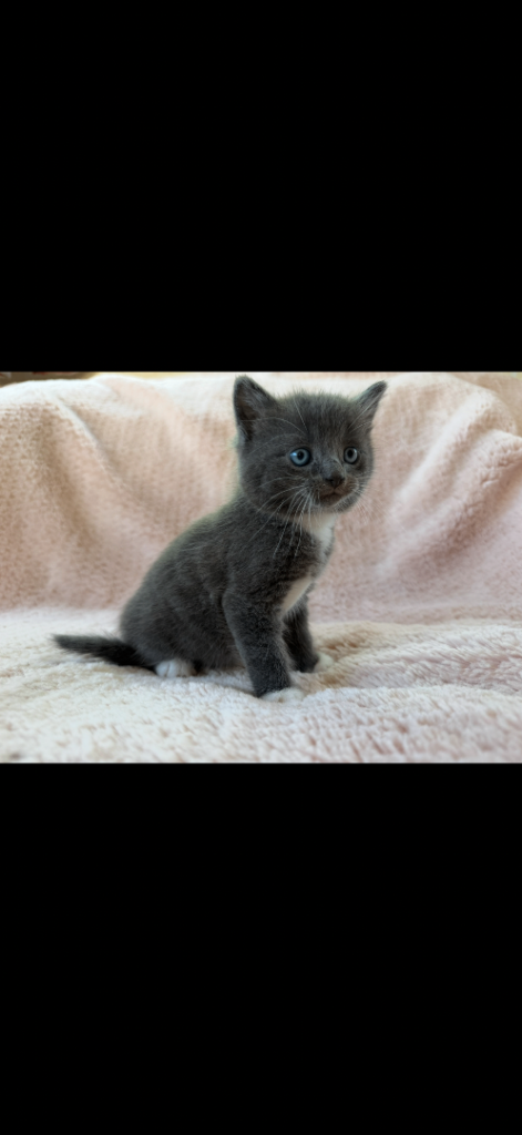 Beautiful Friendly Kittens for sale 