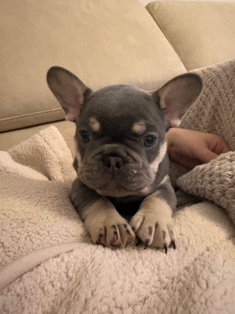 French bulldog puppy 