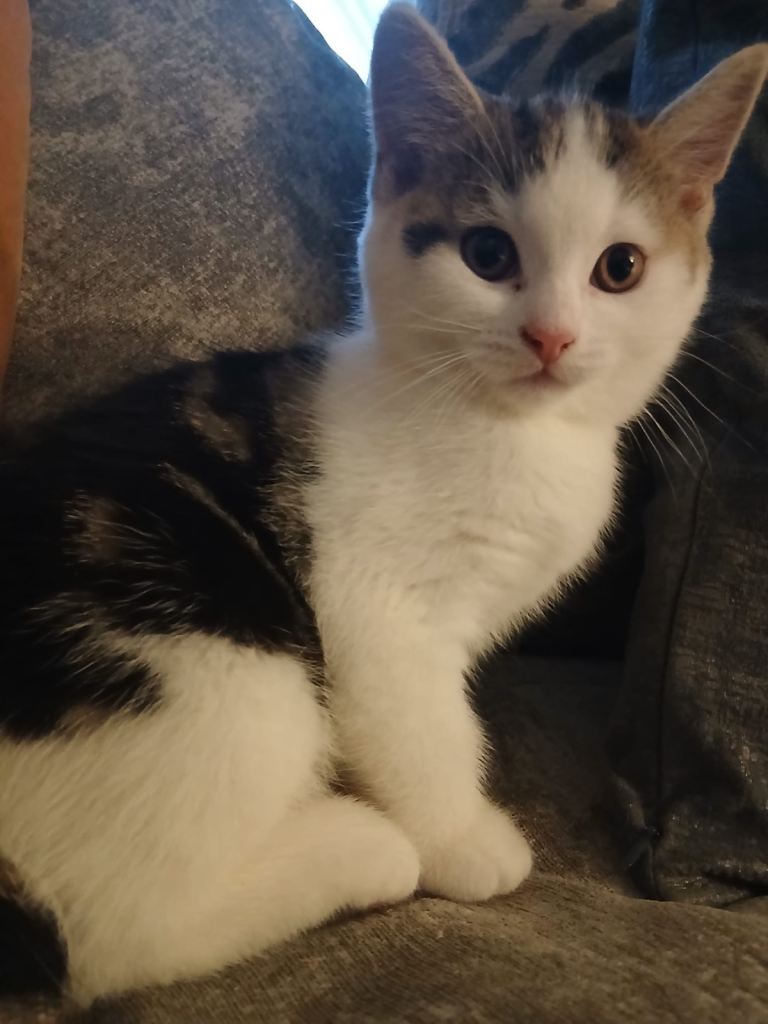 3 beautiful kittens looking for there forever home.