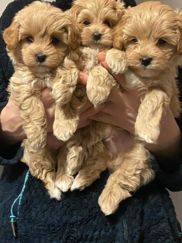 Maltipoo 