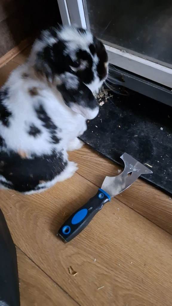 5 year old rabbit