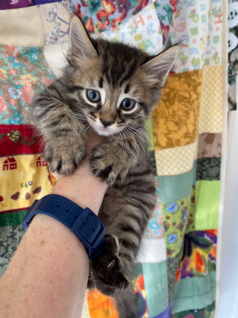6 Kittens - 3 For Sale - 1 Boys & 2 Girls Bengal Cross Kittens