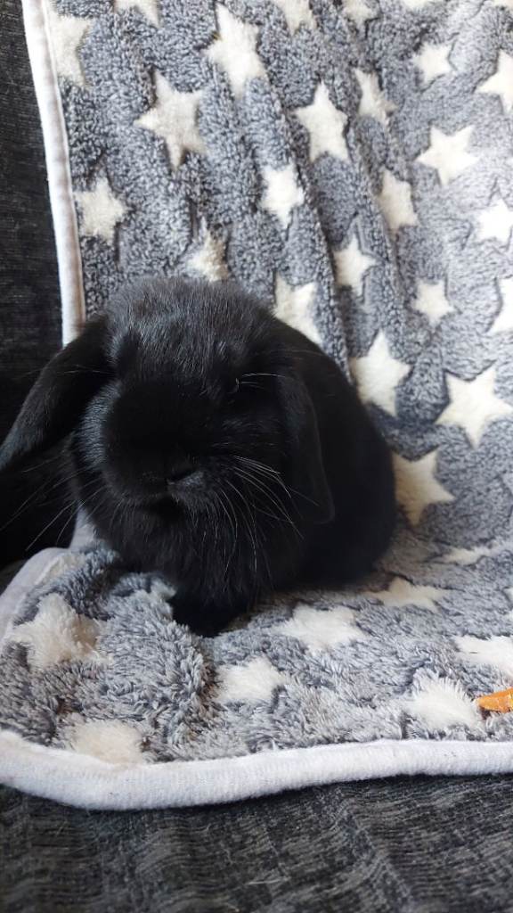 Baby Mini Lop Rabbits