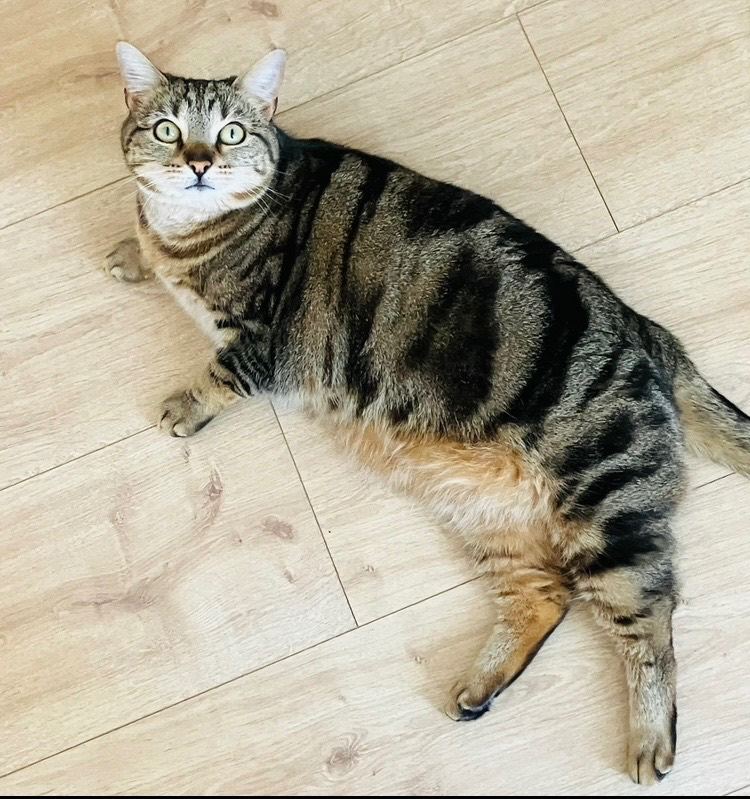 BENGAL CAT