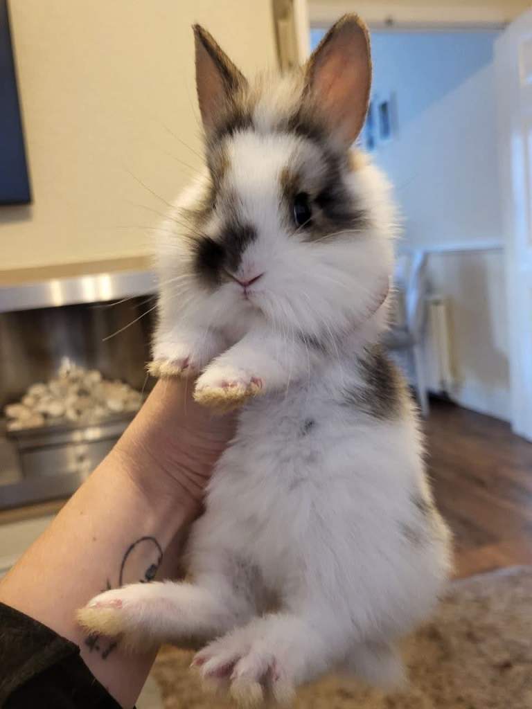 Cute bunnies looking for loving family
