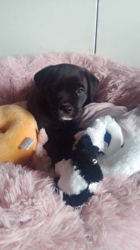 Rottweiler cross with cane corsO REHOME