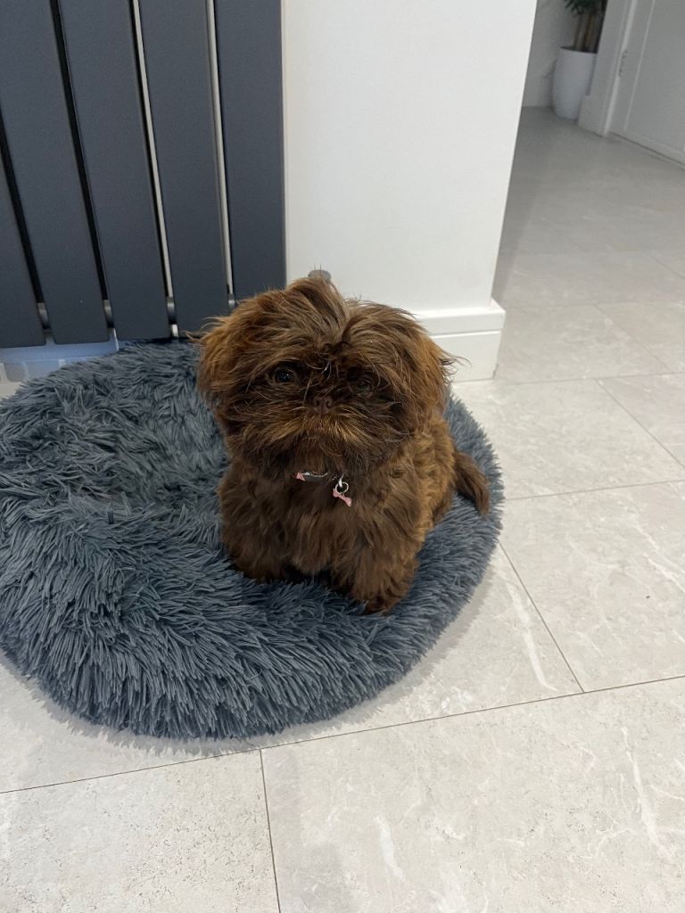 Puppy 15 weeks 