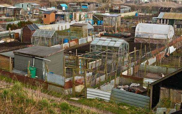 Allotment WANTED