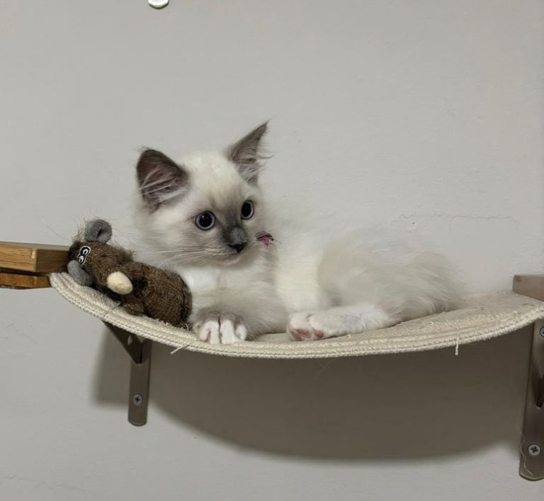 2 Ragdoll kittens