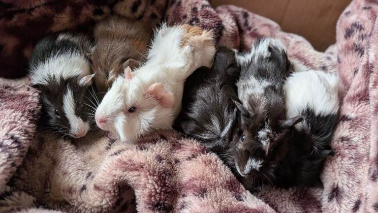 Beautiful MALE Baby Guinea Pigs 