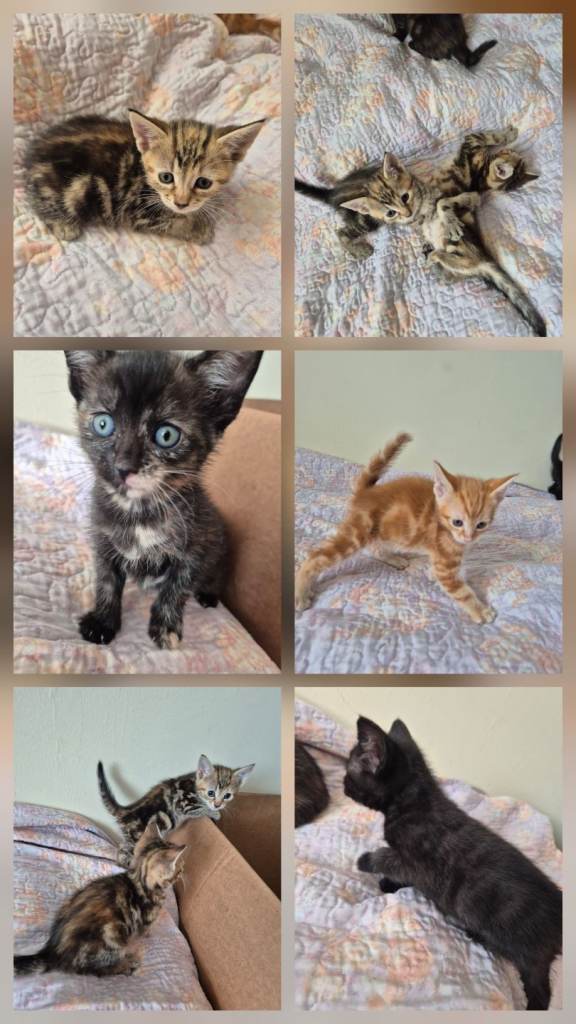 Adorable Kittens Looking for Forever Home 